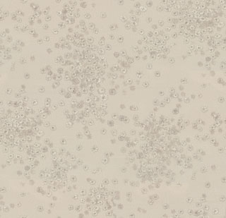 Image-product