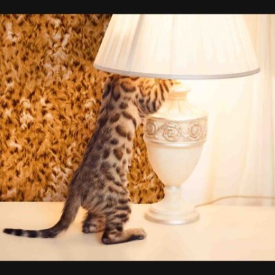 Leopard