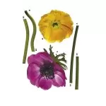 17012 Stiker Anemone 125*38cm - img 1