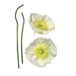 17022 Stiker Pavot Blanc 83*30cm