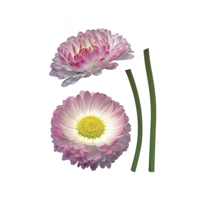 17023 Stiker Daisy 85*35cm - img 1