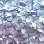 8-961 Light Blue 368*254 cm - img 1