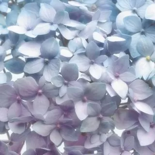 8-961 Light Blue 368*254 cm