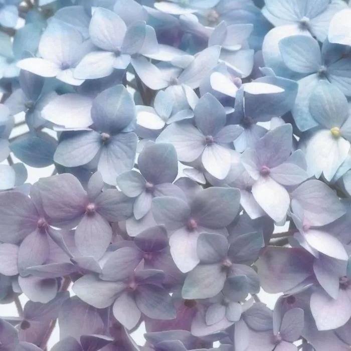 8-961 Light Blue 368*254 cm - img 1