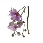 17702 Stiker Orchidee 76*175cm - img 1