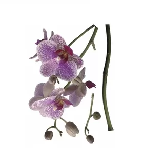 17702 Stiker Orchidee 76*175cm