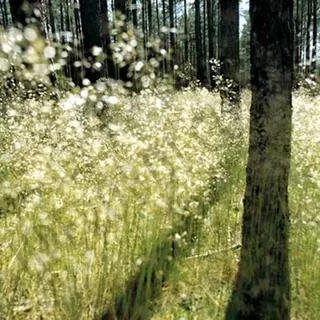 8-500 Sparkling light 388*270cm