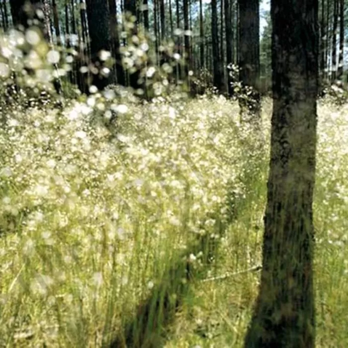 8-500 Sparkling light 388*270cm - img 1