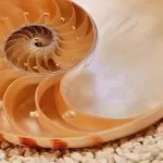 1-601 Nautilus NG 184*127 cm - img 1