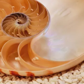 1-601 Nautilus NG 184*127 cm