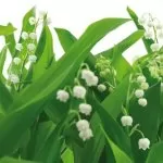8-517 Lilies of the Valley 368*254 - img 1