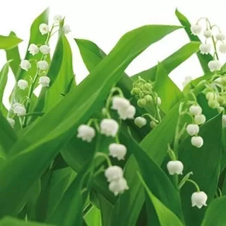 8-517 Lilies of the Valley 368*254