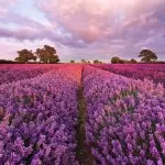 1-615 Lavendel 184*127 cm - img 1