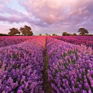 1-615 Lavendel 184*127 cm