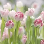 8-708 # Secret Garden 368*254cm - img 1