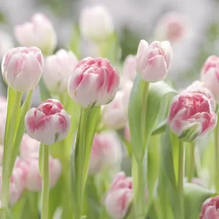 8-708 # Secret Garden 368*254cm