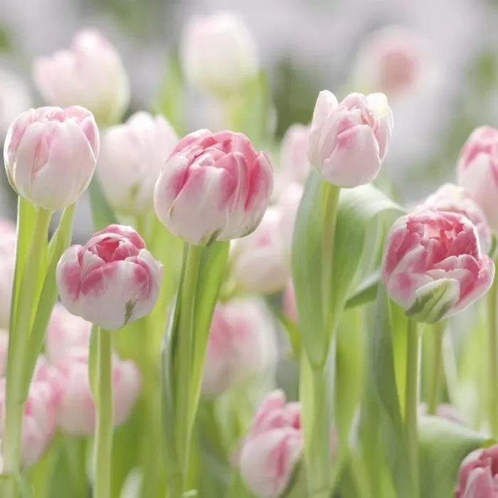 8-708 # Secret Garden 368*254cm - img 1