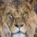1-619 Lion NG 184*127 cm - img 1