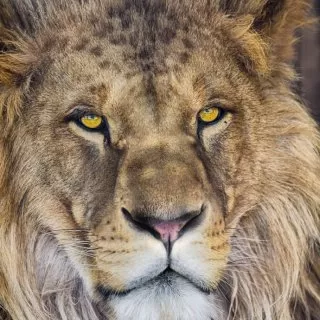 1-619 Lion NG 184*127 cm
