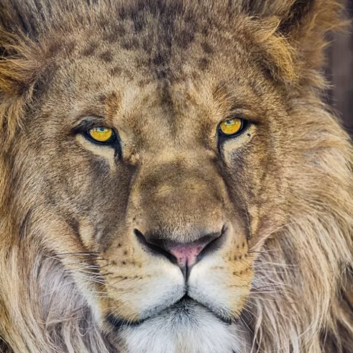1-619 Lion NG 184*127 cm - img 1