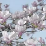 8-738 # Magnolia 368*254 cm - img 1