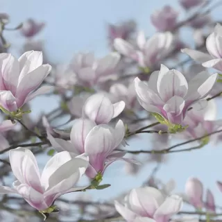 8-738 # Magnolia 368*254 cm