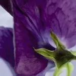 4-711 Viola 184*254 cm - img 1