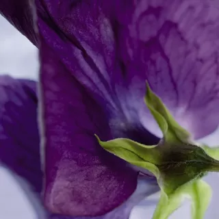 4-711 Viola 184*254 cm