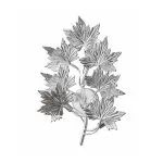 CLN198-2W Aplica Leaves Cellini  - img 3