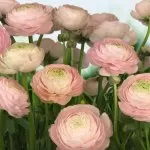 8-894 Gentle Rose 368*254 cm - img 1