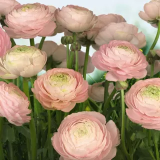 8-894 Gentle Rose 368*254 cm