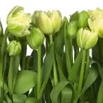 8-900 Tulips 368*254 cm - img 1