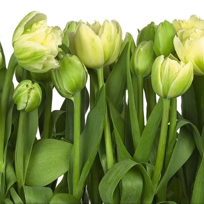8-900 Tulips 368*254 cm - img 1