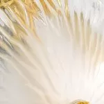 CLN1005-2W Aplica Grapedrop Cellini gold H360*W185*E160  - img 7