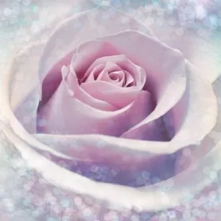 XXL2-020 Delicate Rose 184*248 cm