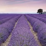 X8-036(analog XXL4-036 368*248) Provence 400*260 cm - img 1