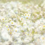 8-994 Daisies 368*254 cm - img 1