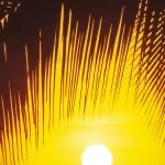 2-1255 Palmy Beach Sunrise - img 2