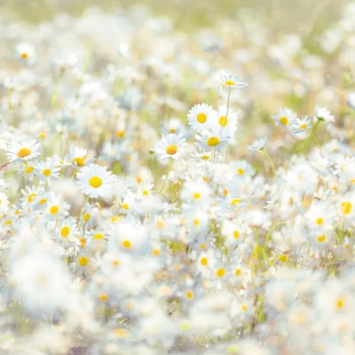 8-994 Daisies 368*254 cm - img 1