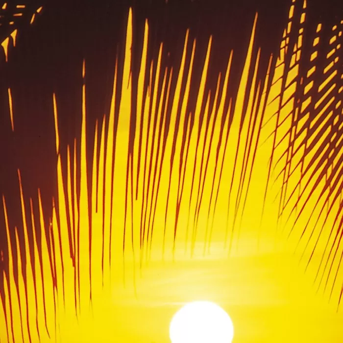 2-1255 Palmy Beach Sunrise - img 2
