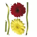 17011 Stiker Gerbera 115*30cm - img 1