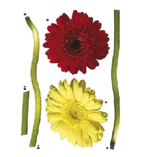 17011 Stiker Gerbera 115*30cm